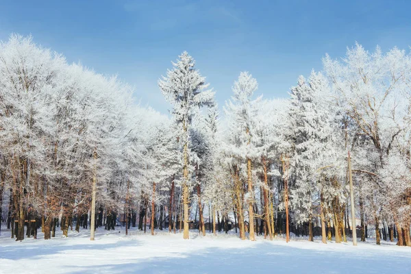 冬の寒い日 雪の木 — ストック写真