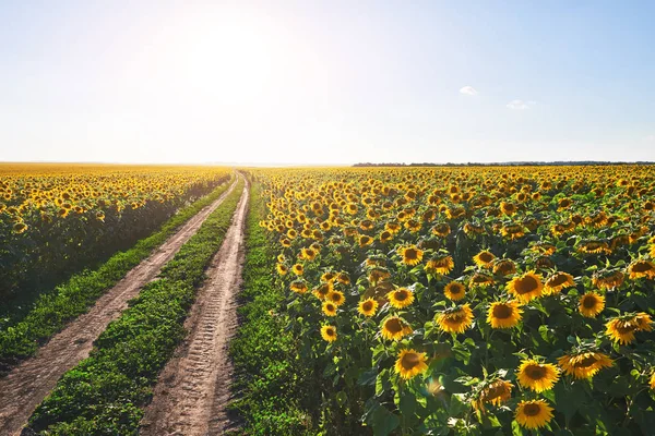 Zomer Landschap Met Een Veld Met Zonnebloemen Een Onverharde Weg — Stockfoto