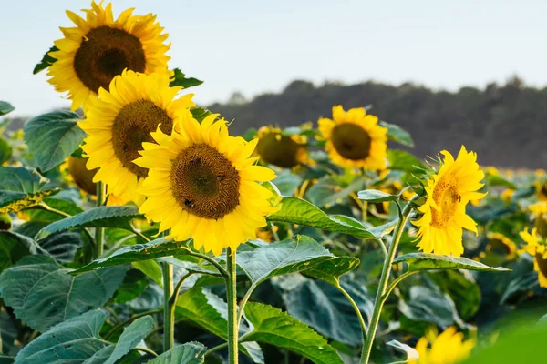 向日葵田上的橙黄色向日葵花 阳光明媚的夏日 向日葵地美丽的乡村风景 农田里美丽的向日葵花 作为可食用植物油的作物种植 — 图库照片