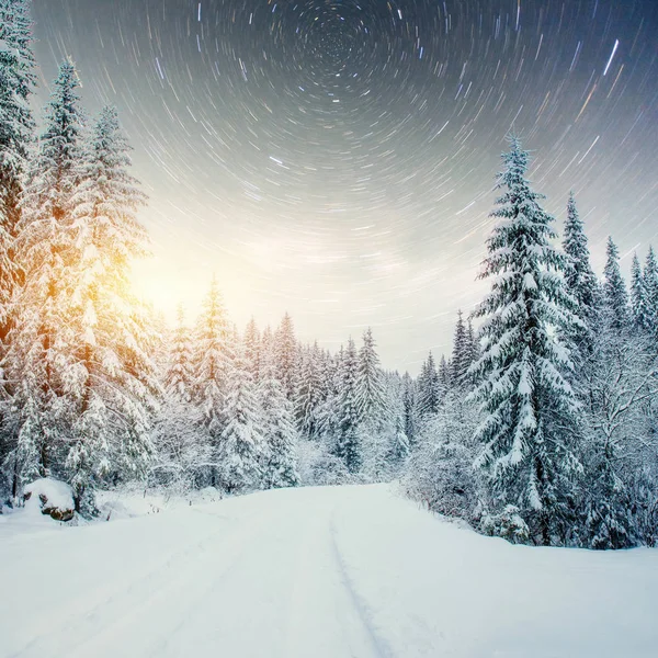 Dairy Star Trek Nei Boschi Invernali Scena Drammatica Pittoresca Previsione — Foto Stock