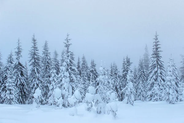Bevroren Winterbos Mist Dennenboom Natuur Bedekt Met Verse Sneeuw Karpaten — Stockfoto