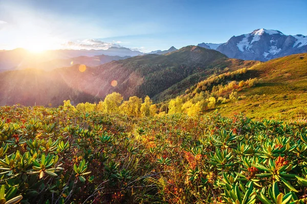 Podzimní Krajina Zasněženými Vrcholky Pohled Hory Mount Ushba Mheyer Georgie — Stock fotografie