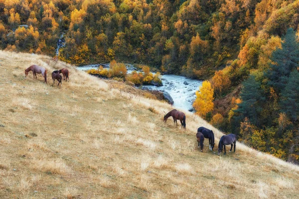 Χρυσό Φθινοπωρινό Τοπίο Μεταξύ Βραχωδών Βουνών Και Θορυβώδους Ποταμού Στη — Φωτογραφία Αρχείου