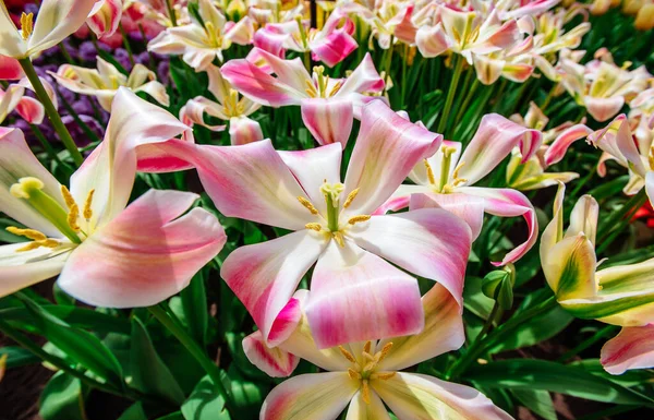 Campo Flores Silvestres Paisagem Primavera Holanda — Fotografia de Stock