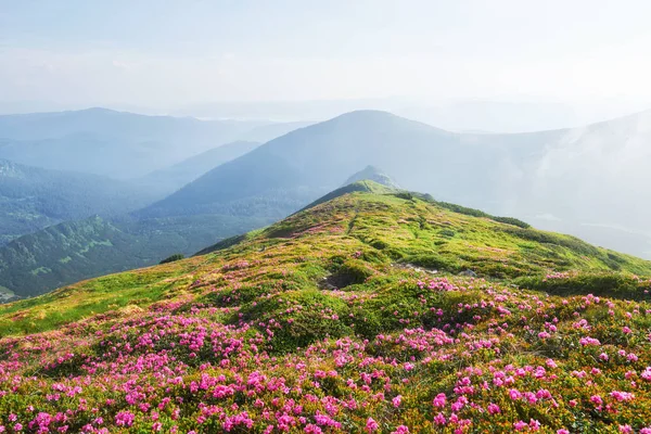 杜鹃在山上美丽的地方盛开 雾和低云 夏日阳光明媚 群山中盛开的杜鹃 戏剧化的不寻常场面 乌克兰喀尔巴阡山 — 图库照片