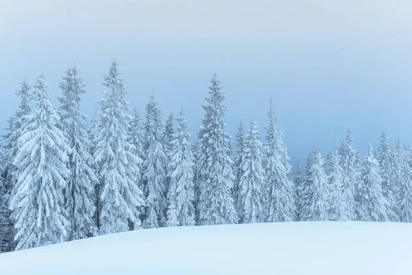 Gefrorener Winterwald Nebel Kiefer Der Natur Mit Neuschnee Karpaten Bedeckt — Stockfoto