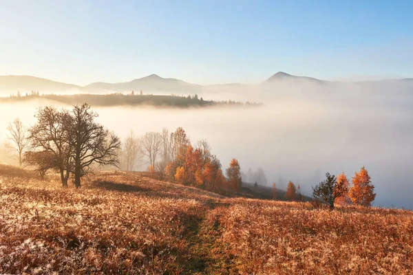 Majestátní Krajina Podzimními Stromy Zamlženém Lese Karpat Ukrajina Evropa Svět — Stock fotografie