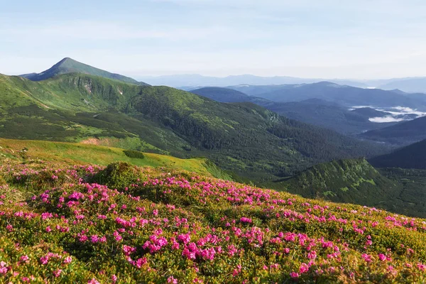 杜鹃在山上美丽的地方盛开 群山中的花朵 夏日阳光明媚 群山中盛开的杜鹃 戏剧化的不寻常场面 乌克兰喀尔巴阡山 — 图库照片
