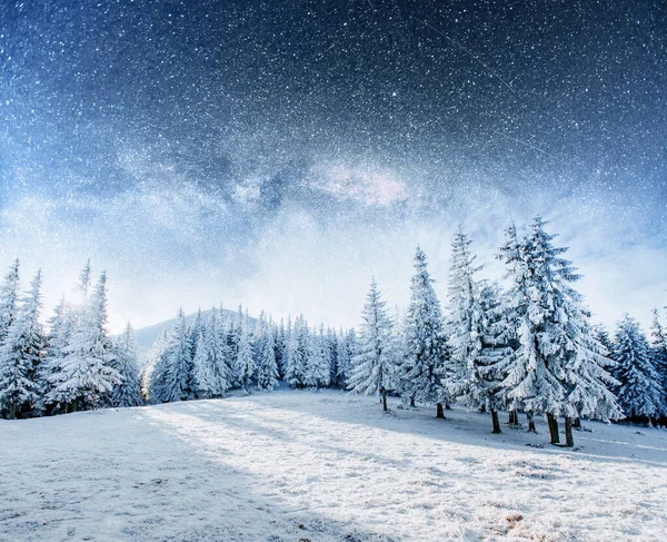 Dairy Star Trek Winter Woods Dramatic Picturesque Scene Anticipation Holiday — Stock Photo, Image