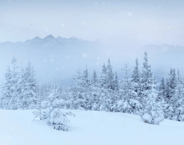 Winter Landschap Bomen Hek Rijm Achtergrond Met Sommige Zachte Hoogtepunten — Stockfoto