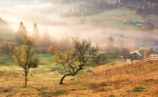 Lesklý Strom Svahu Kopce Slunečnými Trámy Horském Údolí Pokrytém Mlhou — Stock fotografie