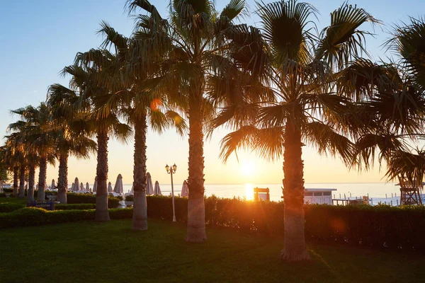 Parc Palmiers Verts Leurs Ombres Sur Herbe — Photo