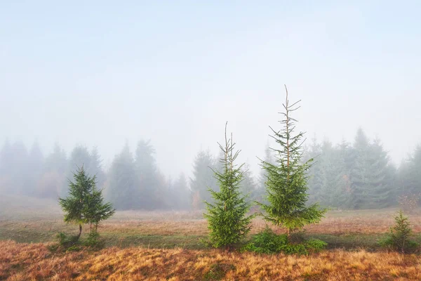 Brouillard Matinal Glisse Avec Des Chutes Sur Forêt Montagne Automne — Photo