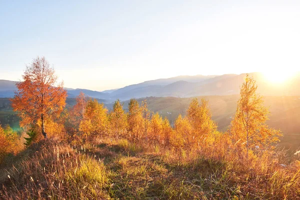 Břízový Les Slunečném Odpoledni Během Podzimní Sezóny Podzimní Krajina Místo — Stock fotografie