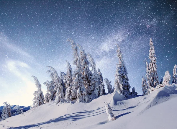 Magische Winter Besneeuwde Boom Winterlandschap Levendige Nachtelijke Hemel Met Sterren — Stockfoto