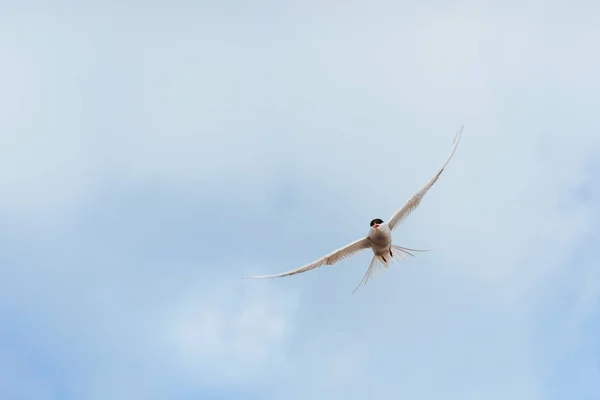 Hermoso Tern Polar Sobre Fondo Hermoso Cielo Azul Con Nubes —  Fotos de Stock