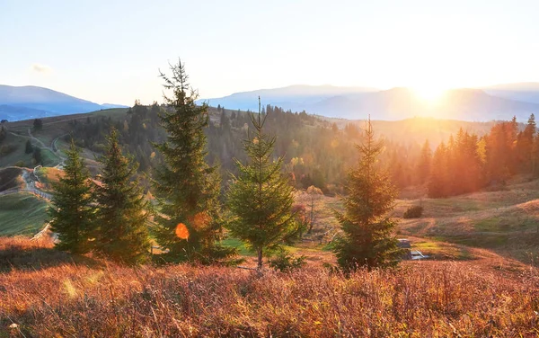 Amazing Autumn Morning Scenery Mountains Meadow Colorful Trees Foreground Fog — Stock Photo, Image