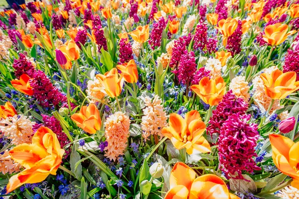Grupo Belos Jacintos Multicoloridos Holanda Keukenhof Flower Park — Fotografia de Stock