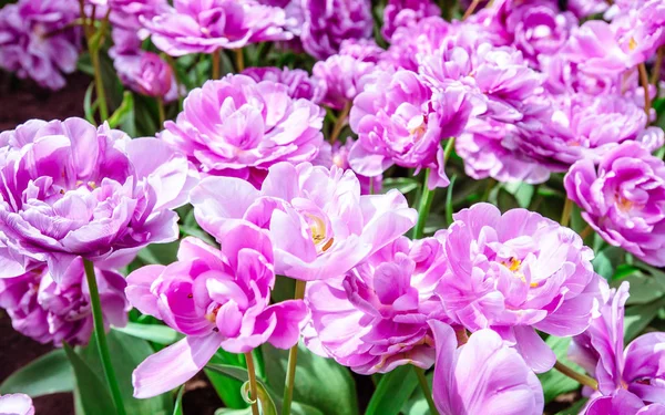 Lilac Flower Tulip Lush Flower Petals Background Bright Verdure — Stockfoto