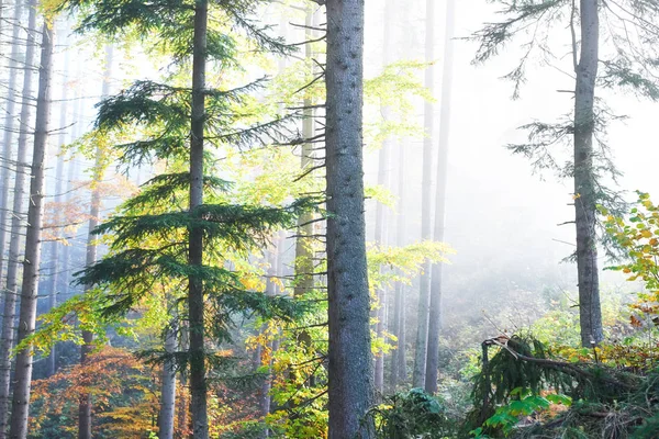 Belle Matinée Dans Forêt Brumeuse Automne Avec Des Arbres Colorés — Photo