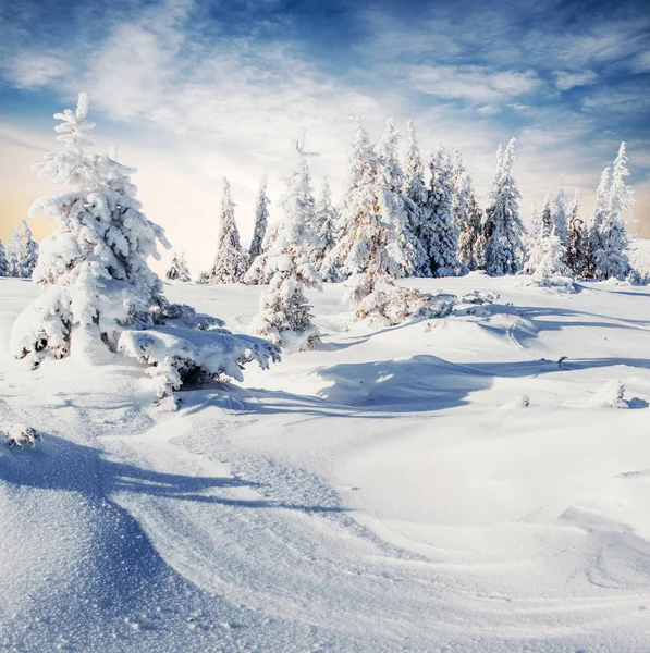 Albero Invernale Nella Neve Carpazi Ucraina Europa Effetto Luce Bokeh — Foto Stock