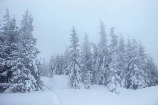 严寒的冬季森林在雾中 乌克兰喀尔巴阡山上覆盖着新鲜雪的松树 — 图库照片