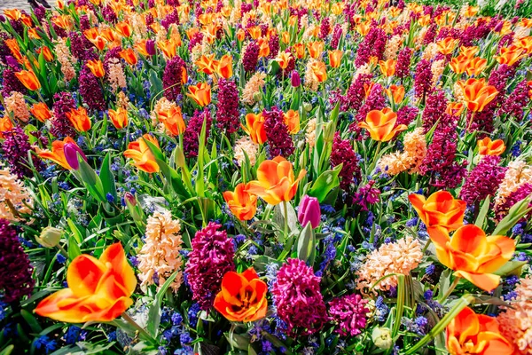 Grupo Belos Jacintos Multicoloridos Holanda Keukenhof Flower Park — Fotografia de Stock