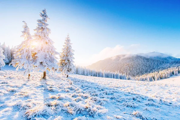 冬の神秘的な冬景色雄大な山々 魔法の雪覆われたツリー 休日を見越して 冬の劇的なシーン カルパティア ウクライナ 明けましておめでとう — ストック写真