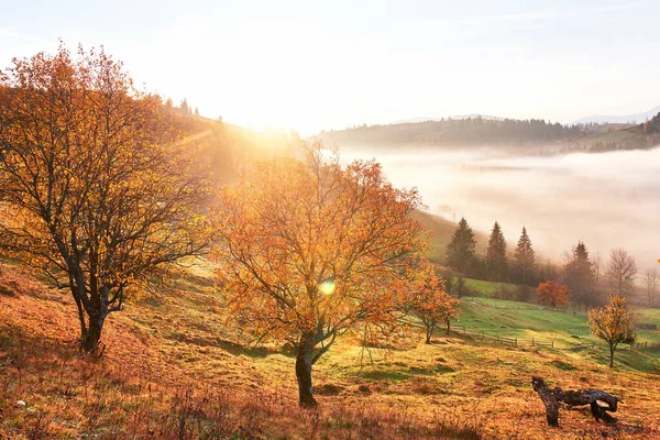 Błyszczące Drzewo Zboczu Wzgórza Słonecznymi Belkami Górskiej Dolinie Pokryte Mgłą — Zdjęcie stockowe