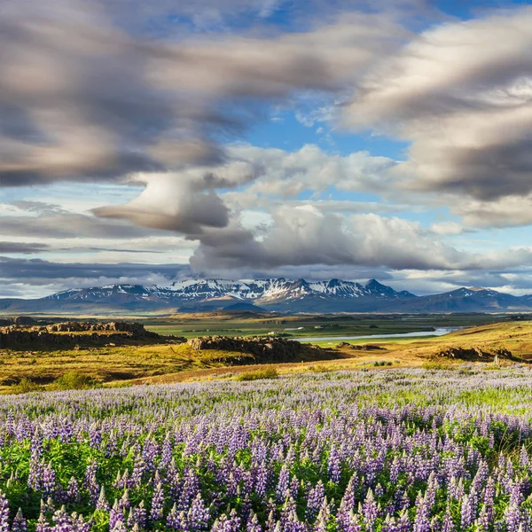 冰岛森林和山脉风景如画的风景 夏日的野蓝羽扇盛开 — 图库照片