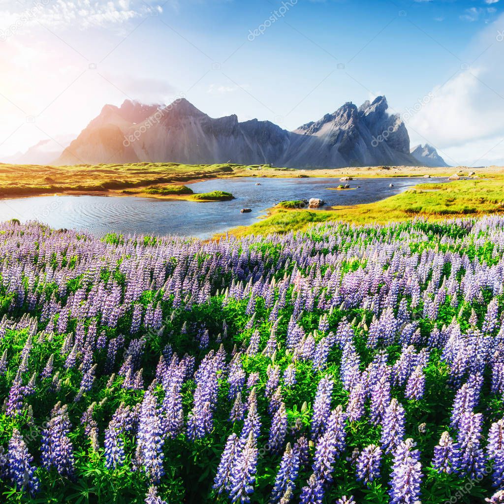 The picturesque landscapes of forests and mountains of Iceland. Wild blue lupine blooming in in summer.