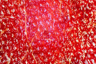 Mor çiçek yaprak hücrelerinin mikroskop görüntüsü.