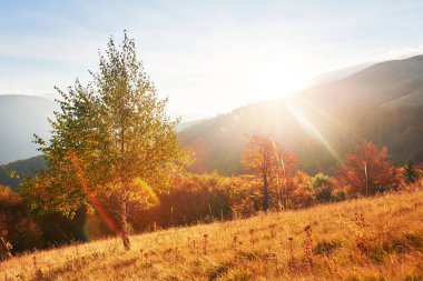 Yayla bitki örtüsü mütevazı yaz ve sonbahar soğuk hava önce alışılmadık derecede güzel renkler kütükler. Yaban mersini parlak kırmızı, iğne yapraklı orman yeşil, turuncu buk-dağlar sinie-fantastik çekicilik.