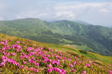 Rododendronlar dağlarda güzel bir yerde çiçek açarlar. Dağlarda çiçekler. Güneşli bir yaz gününde dağlarda çiçek açan rhododendronlar. Dramatik sıradışı sahne. Karpatlar, Ukrayna.