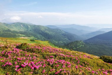 Rododendronlar dağlarda güzel bir yerde çiçek açarlar. Dağlarda çiçekler. Güneşli bir yaz gününde dağlarda çiçek açan rhododendronlar. Dramatik sıradışı sahne. Karpatlar, Ukrayna.