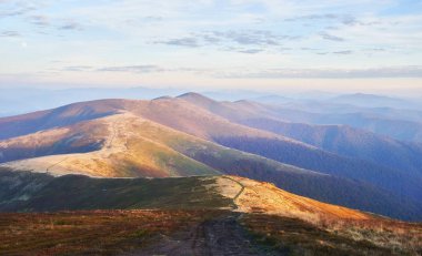 Sonbahar mevsimi boyunca güneşli bir öğleden sonra huş ağacı ormanı. Sonbahar manzarası. Ukrayna. Avrupa