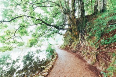 Yeşil yaz ormanında güzel bir şelale. Plitvice Lakes Ulusal Parkı, Hırvatistan