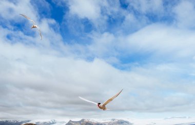 Güzel kutup bölgesi güzel mavi gökyüzü ve kümülüs bulutları.