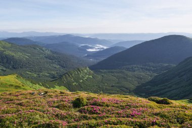 Rododendronlar dağlarda güzel bir yerde çiçek açarlar. Dağlarda çiçekler. Güneşli bir yaz gününde dağlarda çiçek açan rhododendronlar. Dramatik sıradışı sahne. Karpatlar, Ukrayna.