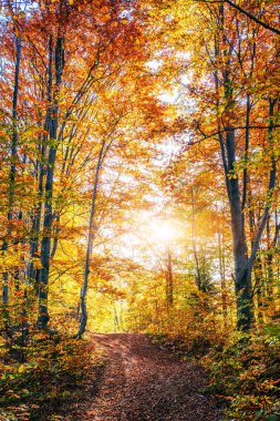 Altın sabah güneşi yeşil çimenlerin üzerinde sonbaharda ışınları. Güzel doğa arka plan.