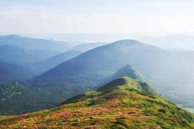 Rododendronlar dağlarda güzel bir yerde çiçek açarlar. Sis ve alçak bulutlar. Güneşli bir yaz gününde dağlarda çiçek açan rhododendronlar. Dramatik sıradışı sahne. Karpatlar, Ukrayna.