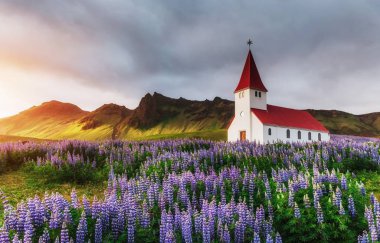 İzlanda 'nın en güneyindeki yerleşim yeri olan Vik köyü kilisesi, adanın çevresindeki ana çevre yolunda yer alıyor. Alaska lupine çiçek tarlaları ön planda
