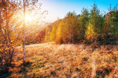 Yayla bitki örtüsü mütevazı yaz ve sonbahar soğuk hava önce alışılmadık derecede güzel renkler kütükler. Yaban mersini parlak kırmızı, iğne yapraklı orman yeşil, turuncu buk-dağlar sinie-fantastik çekicilik.