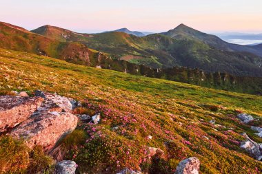 Rododendronlar dağlarda güzel bir yerde çiçek açarlar. Güzel gün batımı. Güneşli bir yaz gününde dağlarda çiçek açan rhododendronlar. Dramatik sıradışı sahne. Karpatlar, Ukrayna.