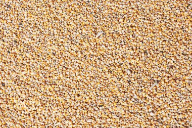 Birçok altın mısır tohum arka plan, yakın yakın