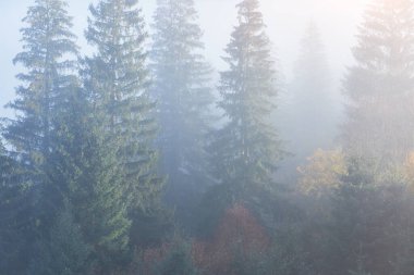Dağ yamacındaki puslu kayın ormanları doğal koruma altında. Mekan Karpatlar, Ukrayna, Avrupa. Güzellik dünyasını keşfedin.