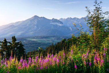 Dağlarda vahşi çiçekler gün batımında. Polonya. Zakopane.