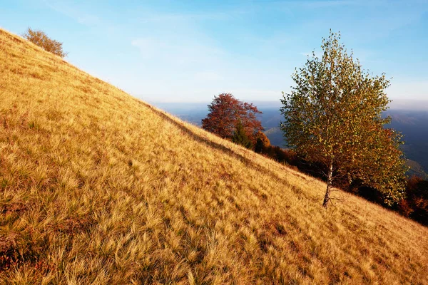 Hochlandvegetation Bescheidenen Sommer Und Ungewöhnlich Schöne Farben Blüht Herbst Bevor — Stockfoto