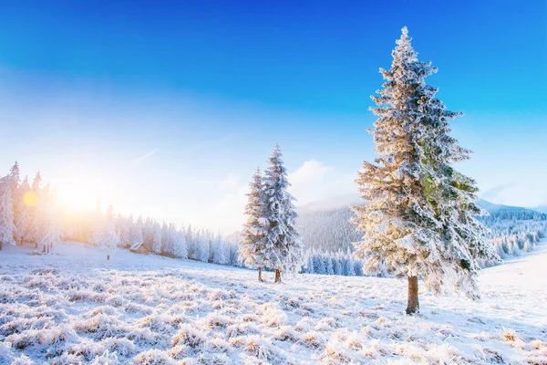 冬の神秘的な冬の風景雄大な山々 魔法の冬の雪は木を覆った 山の中で冬の道 休日を見越して 劇的な冬のシーン カルパチア人ウクライナ — ストック写真