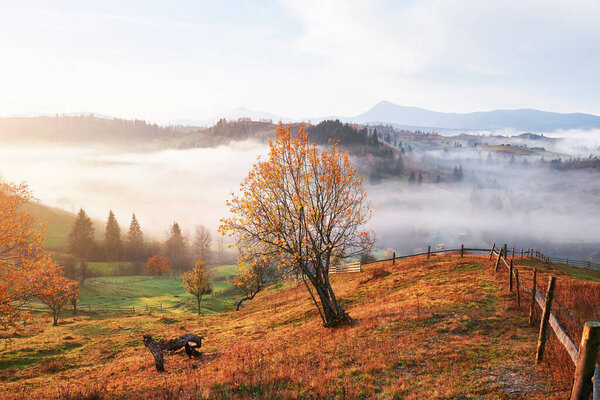 Блестящее дерево на склоне холма с солнечными балками в горной долине, покрытой туманом. Великолепная утренняя сцена. Красные и желтые осенние листья. Карпаты, Украина, Европа. Откройте для себя мир красоты
.